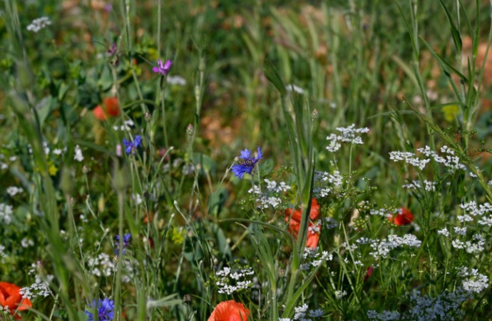 Conférence sur les plantes messicoles dans les Hautes-Alpes, mercredi 23 juillet